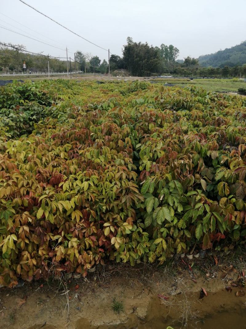 秋枫树