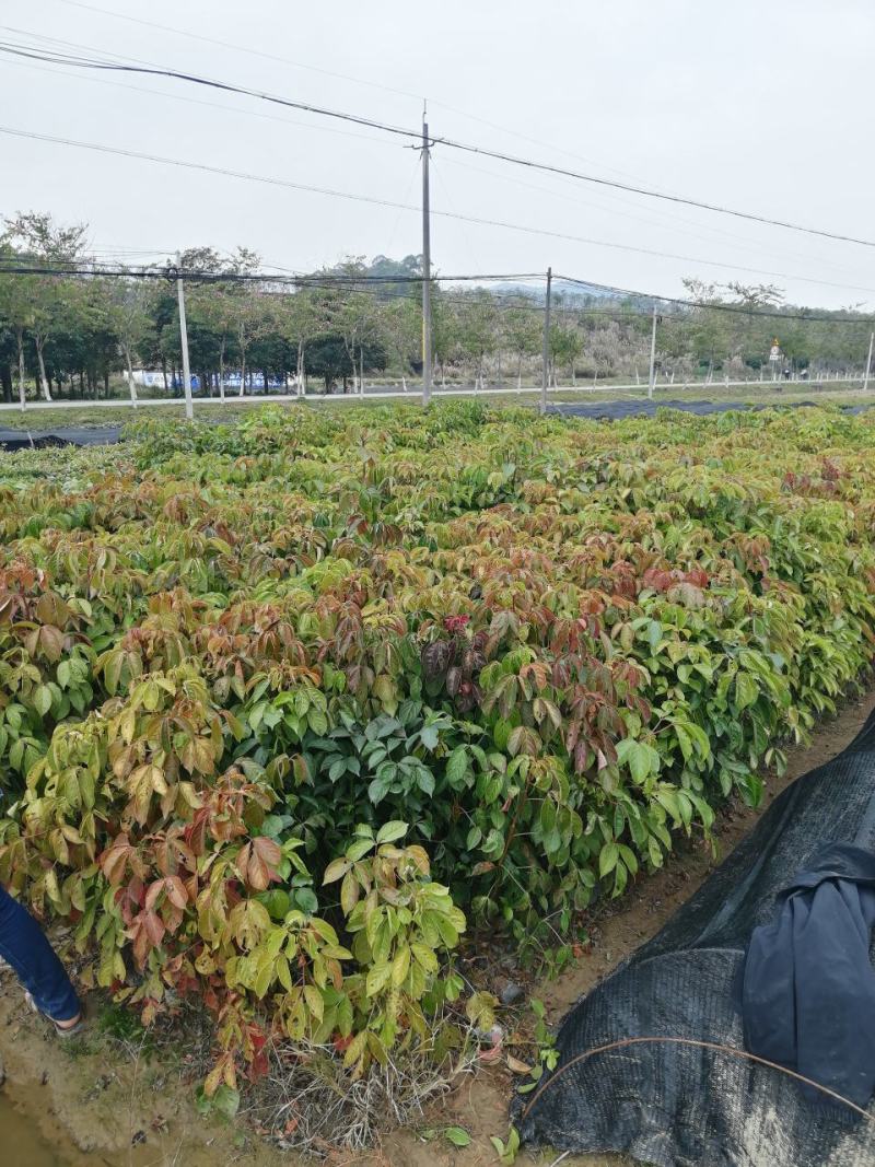 秋枫树
