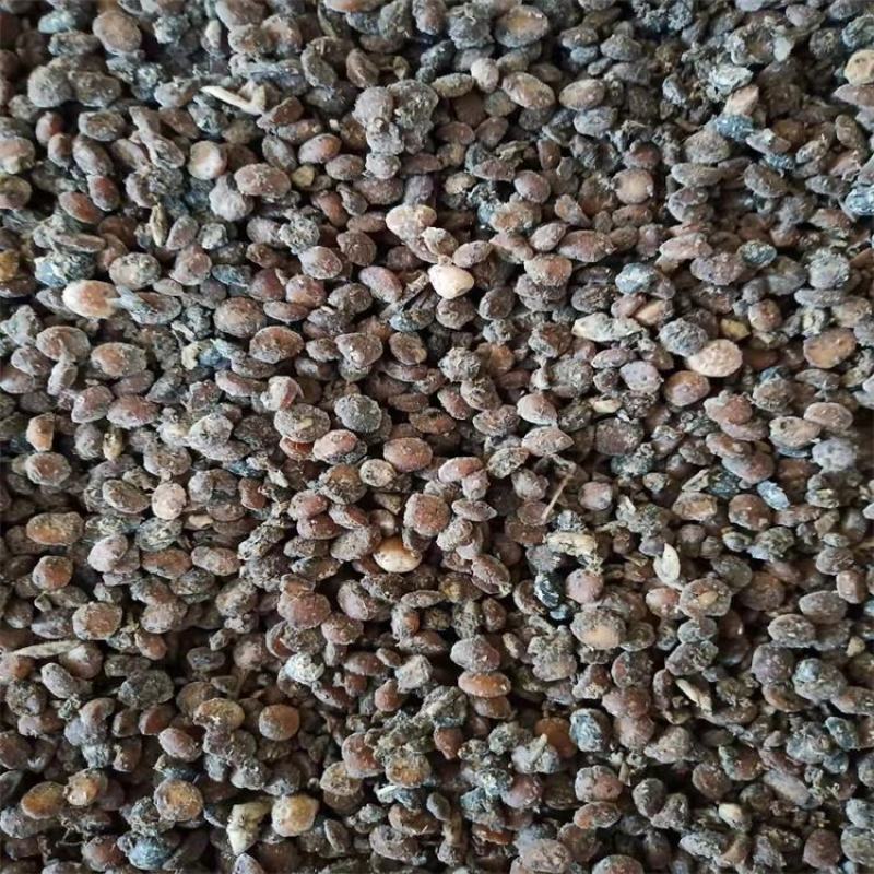 发酵大豆微生物菌肥腐熟大豆有机肥生物菌发酵蛋白黄豆发酵