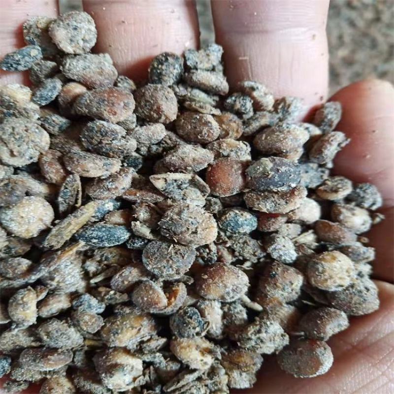 发酵大豆微生物菌肥腐熟大豆有机肥生物菌发酵蛋白黄豆发酵