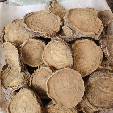利川基地种植药用大黄自己种植自己烘烤