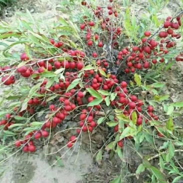 钙果苗，中华钙果苗，欧李苗