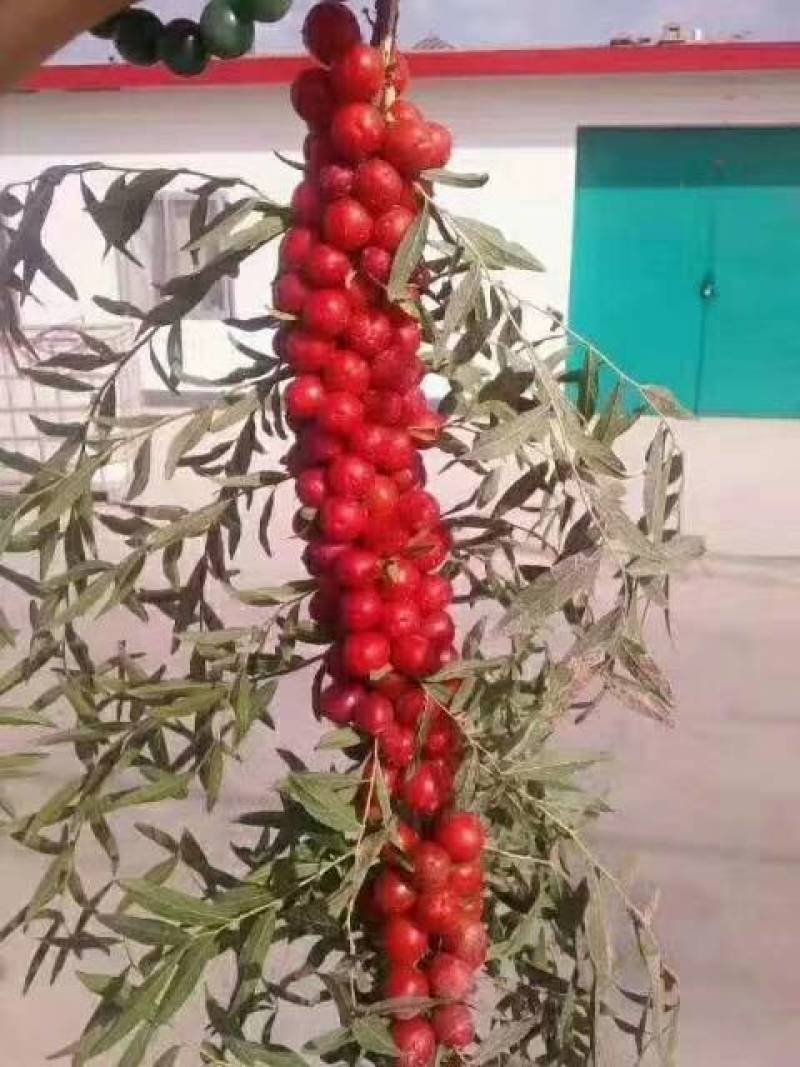 钙果苗，中华钙果苗，欧李苗