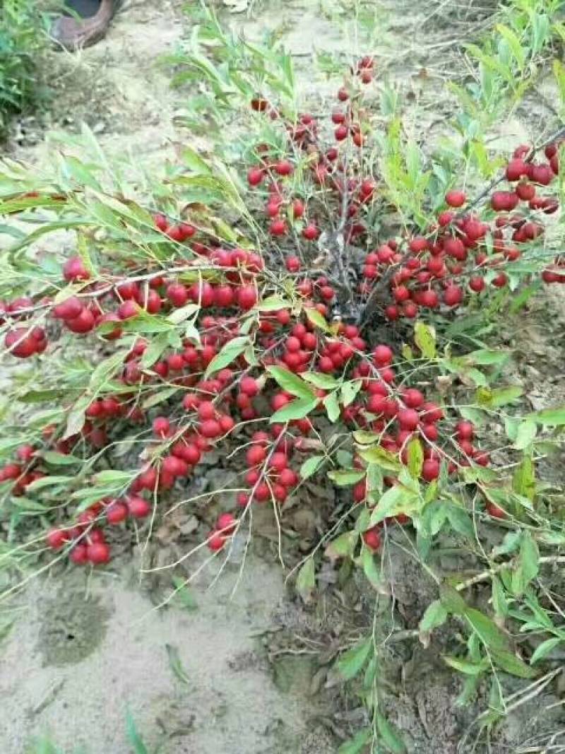 钙果苗，中华钙果苗，欧李苗