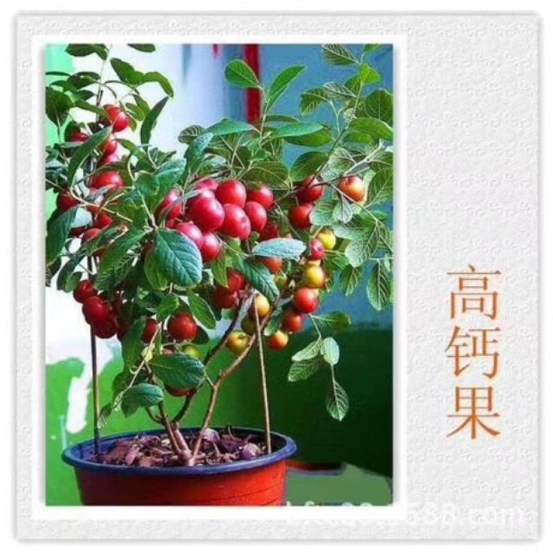 钙果苗，中华钙果苗，欧李苗