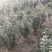 【好货】大叶黄杨工程苗大小规格齐全黄杨球四季常青基地直发