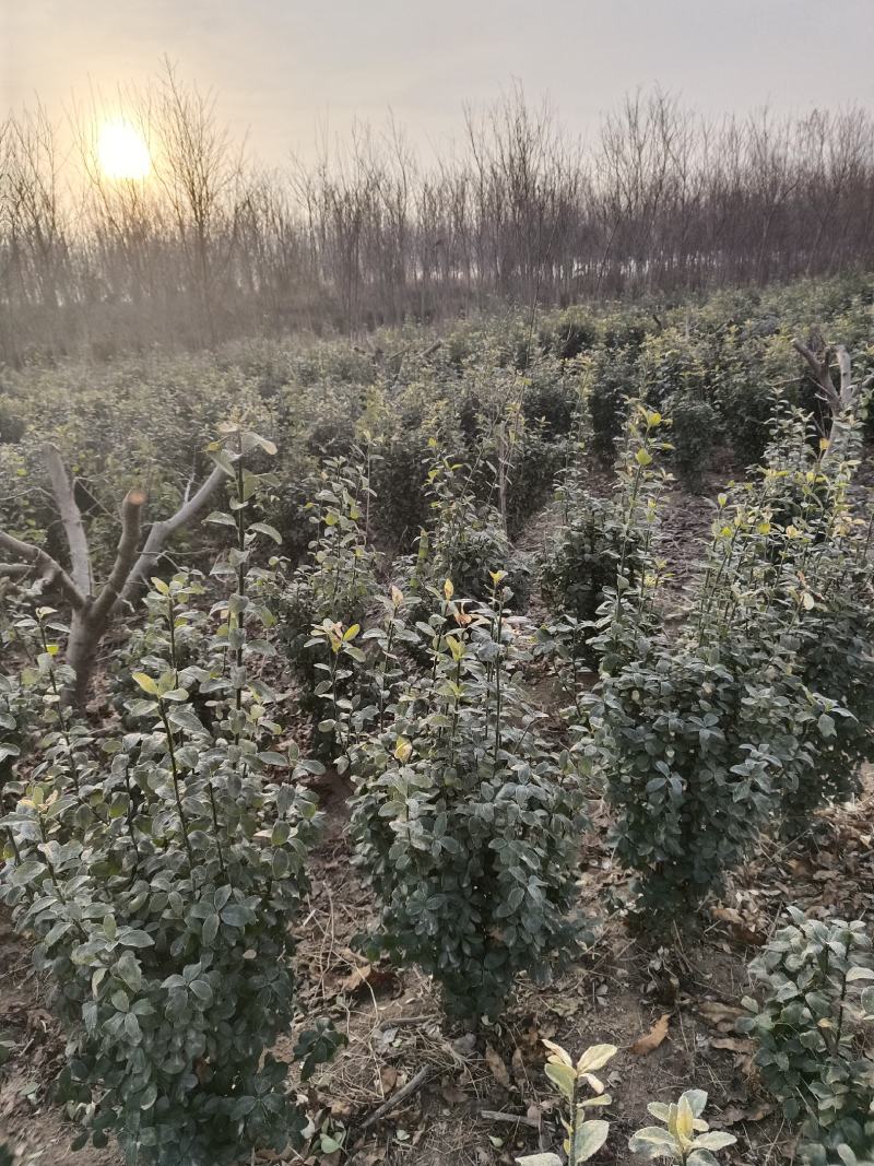 【好货】大叶黄杨工程苗大小规格齐全黄杨球四季常青基地直发