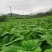 利川基地种植药用大黄自己种植自己烘烤