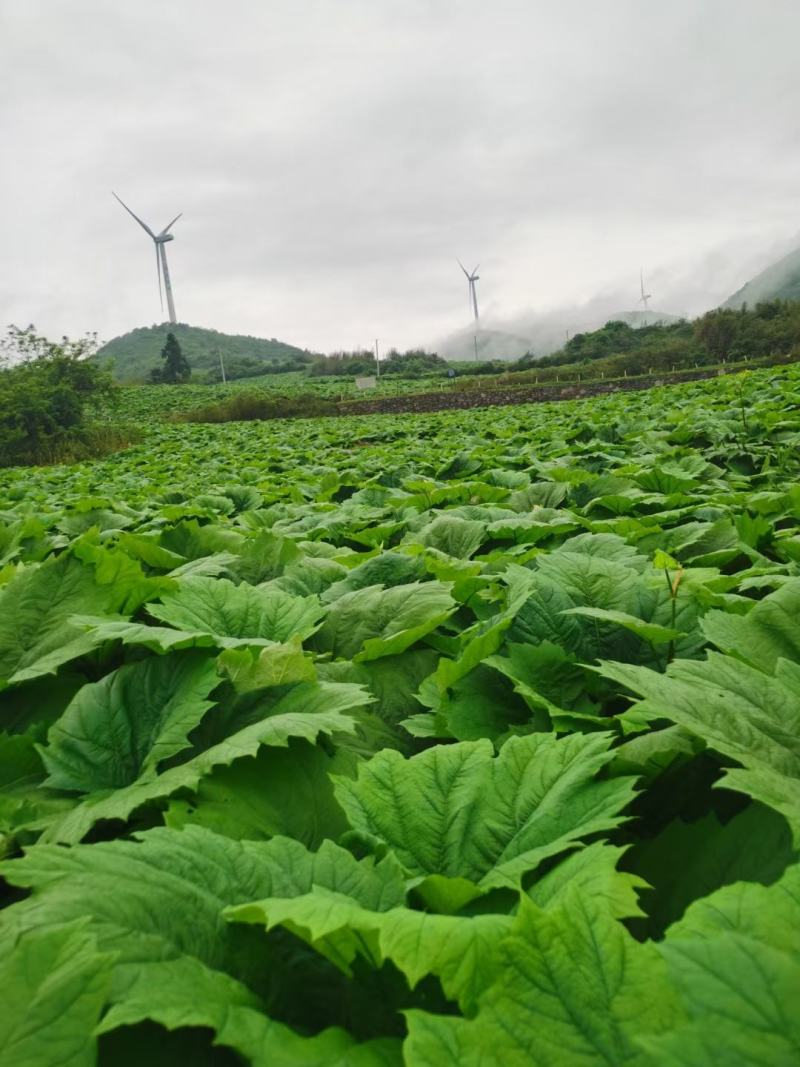 利川基地种植药用大黄自己种植自己烘烤