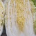 平度地区新鲜黄心大白菜袋装毛菜大量有货价低菜鲜量大