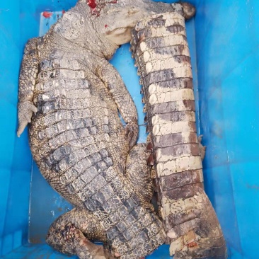 商品鳄鱼肉需要可以联系量大优惠合法人工养殖