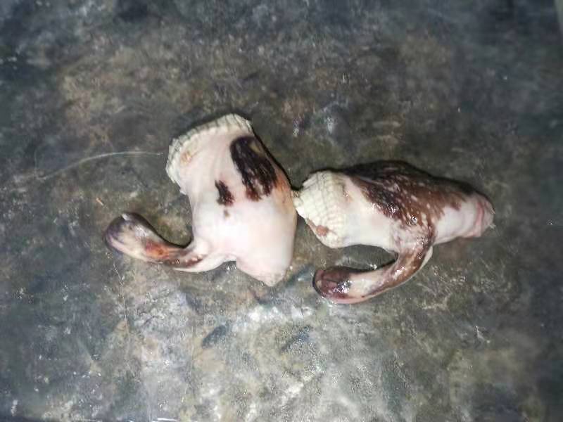 商品鳄鱼肉需要可以联系量大优惠合法人工养殖