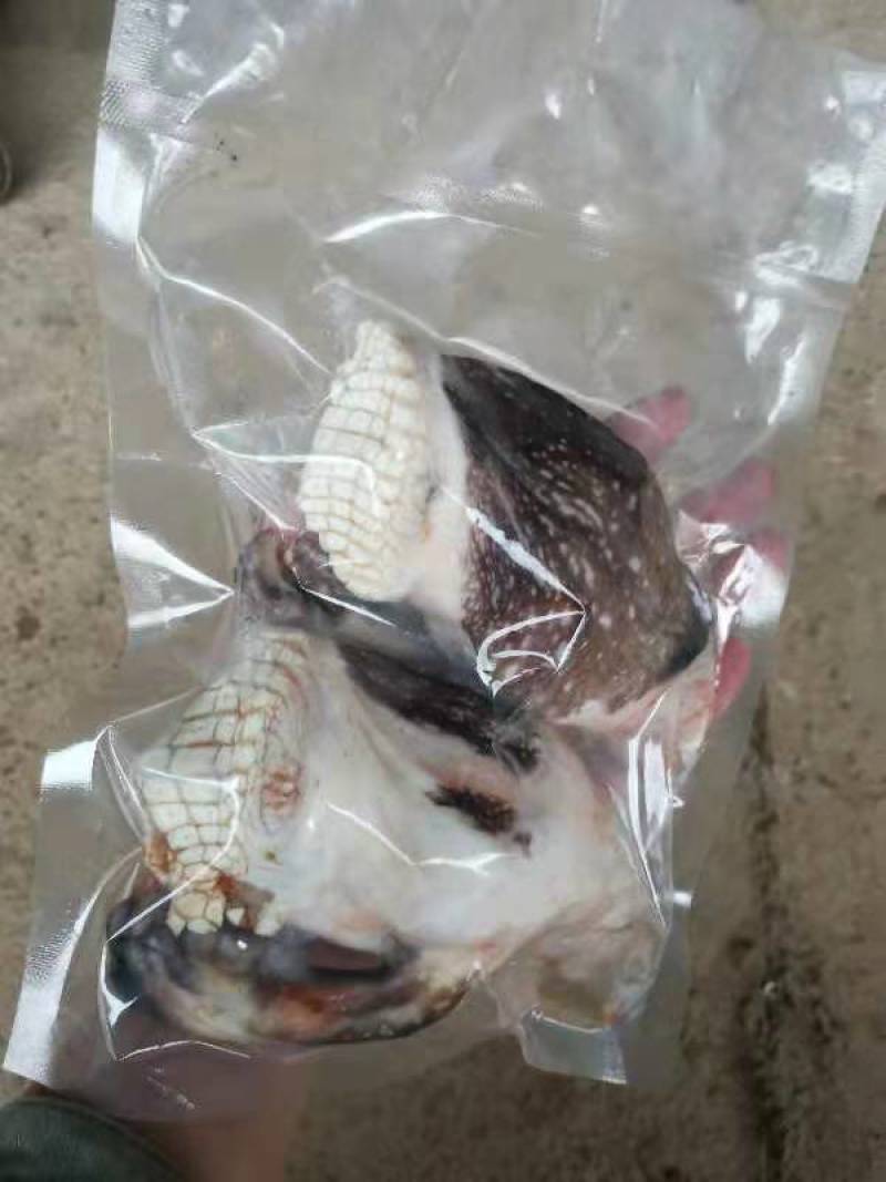 商品鳄鱼肉需要可以联系量大优惠合法人工养殖