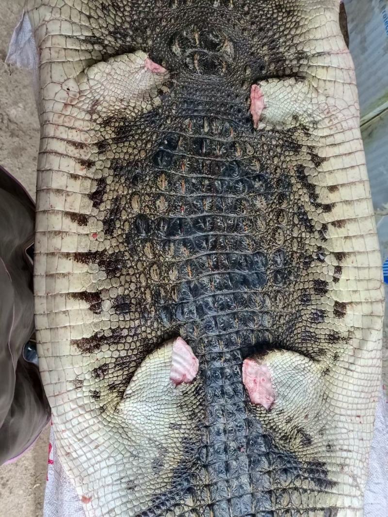 商品鳄鱼肉需要可以联系量大优惠合法人工养殖
