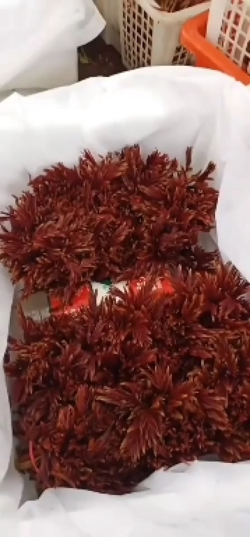 精品红油香椿芽，产地四川，发往全国，欢迎新老顾客联系，