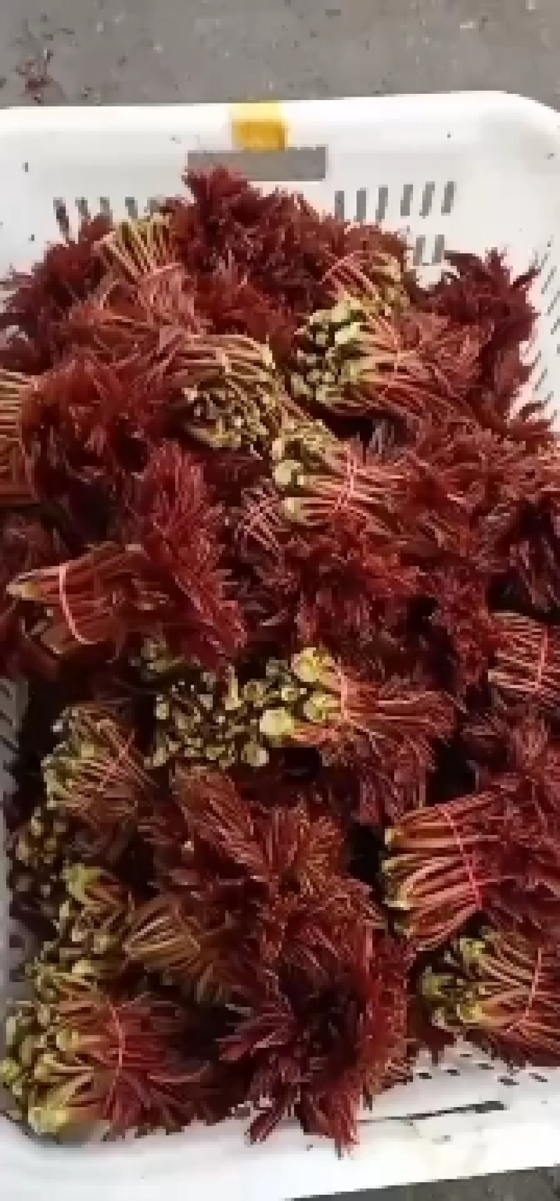 精品红油香椿芽，产地四川，发往全国，欢迎新老顾客联系，