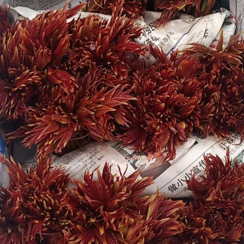 精品红油香椿芽，产地四川，发往全国，欢迎新老顾客联系，