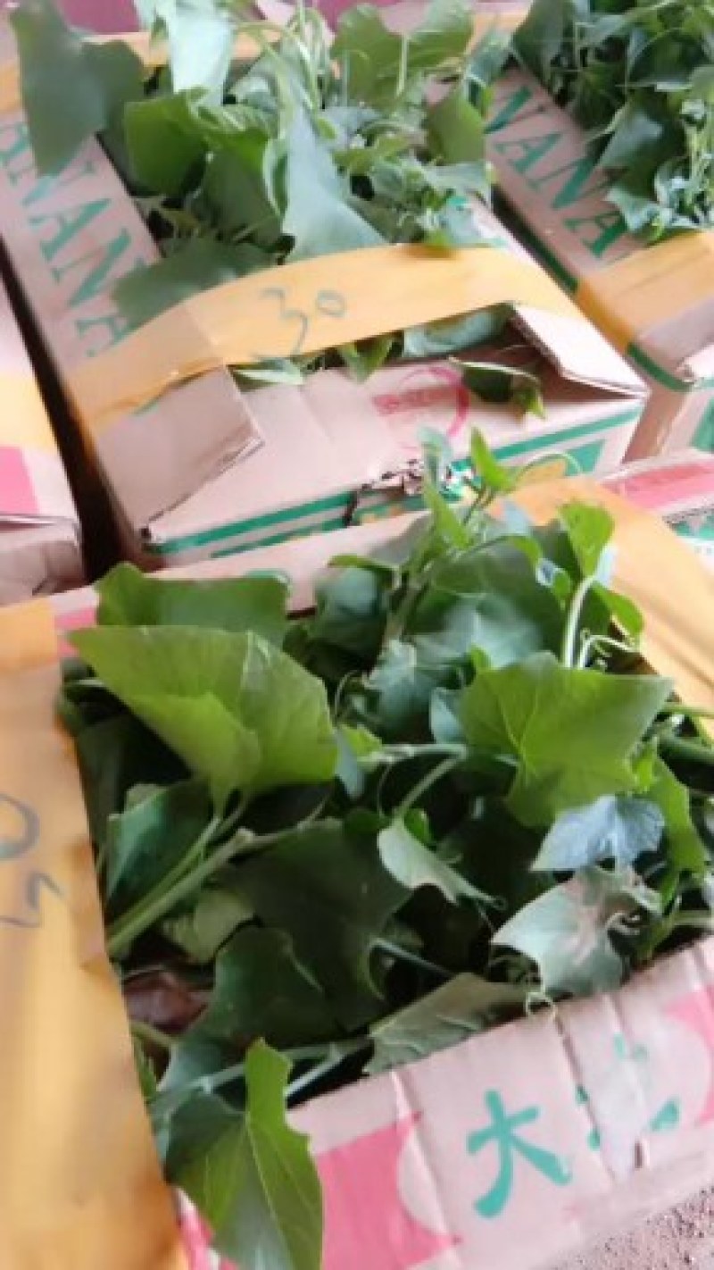 优质佛手瓜苗上市了，自己种的，根系好，成活率高，欢迎选购