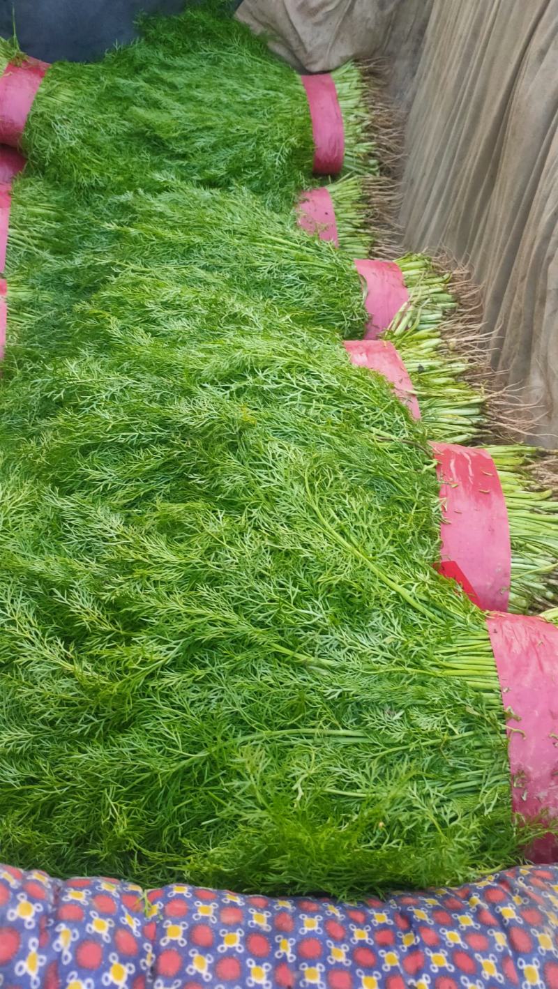 急售！河北茴香，叶面绿！高矮适中可对接电商团购各大批发商