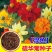 硫华菊种子黄波斯菊种子四季易种耐荫种子护坡花海庭院花卉