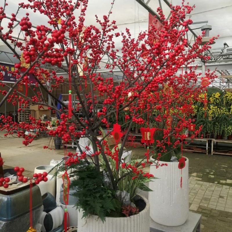 【热卖】带果北美冬青基地直销老桩盆栽观果树苗室外庭院植物