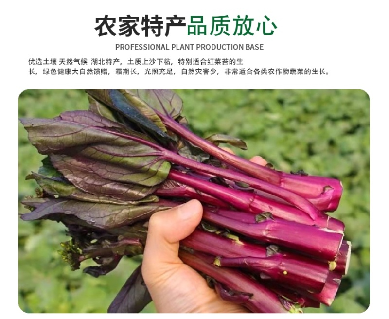 红菜苔，新鲜脆嫩，价格实惠，保质保量，诚信经营。