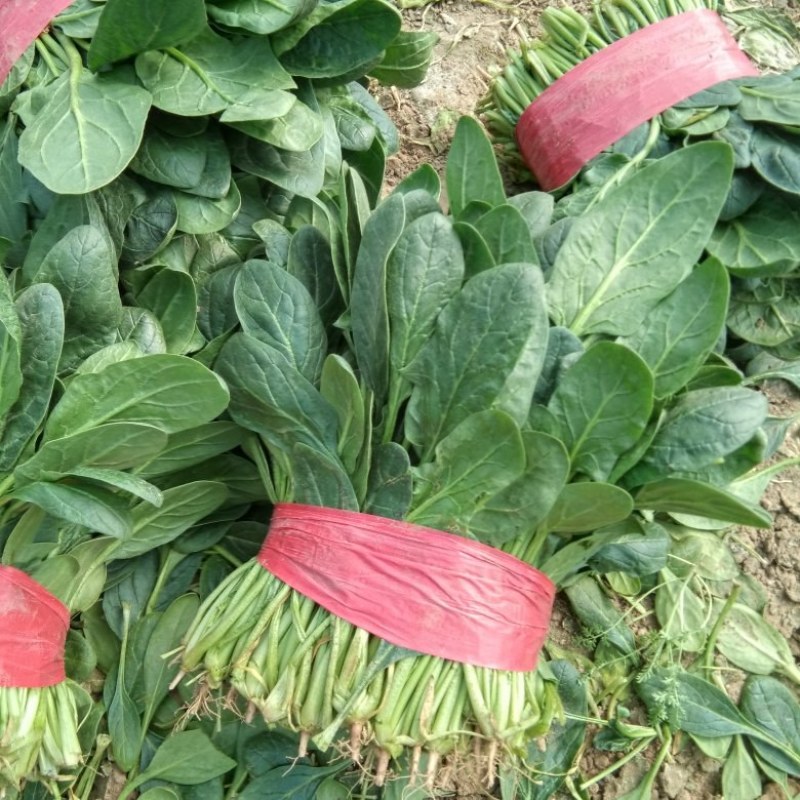 【荐】山东惠民优质大棚菠菜基地！可视频看货对接商