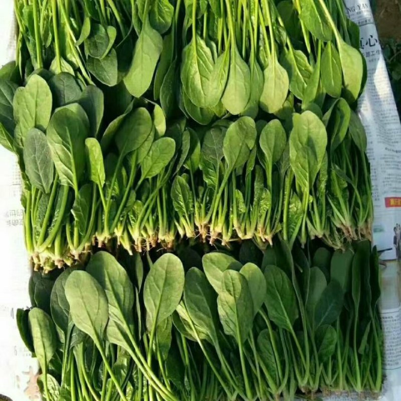 【荐】山东惠民优质大棚菠菜基地！可视频看货对接商