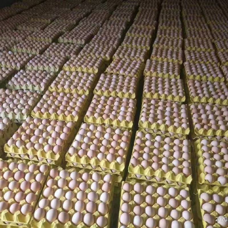 土鸡蛋花凤土鸡蛋，玉米黄，色度指数13不添加任何添加剂