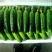 黄瓜。旱黄瓜。小黄瓜，大量上市。。。。。。。。。。。。。