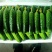 黄瓜。旱黄瓜。小黄瓜，大量上市。。。。。。。。。。。。。