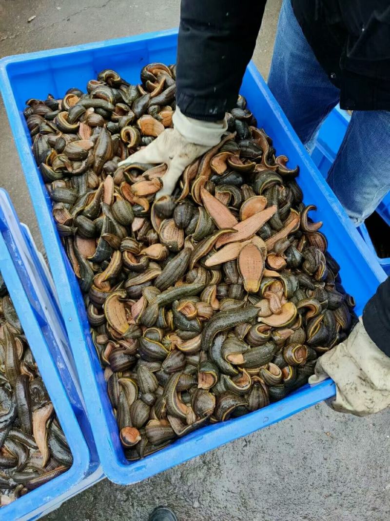 水蛭苗(蚂蟥)苗，基地直发，卵茧，开口苗，包回收