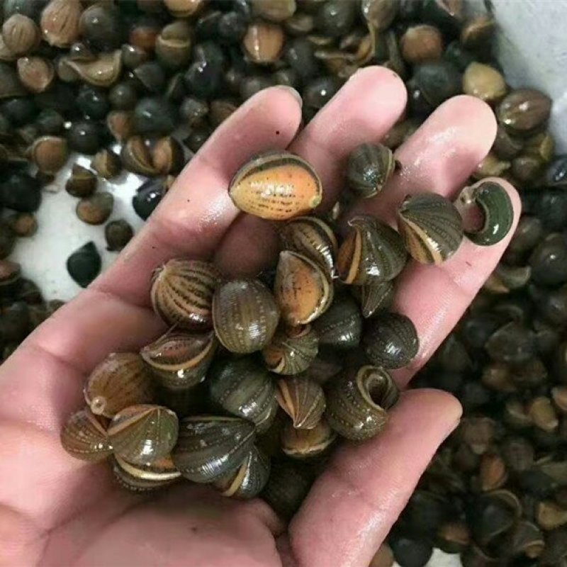 江苏水蛭苗(蚂蟥)基地直发，养殖提供技术指导，干货回收