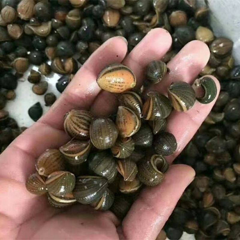 江苏水蛭苗(蚂蟥)基地直发，养殖提供技术指导，干货回收