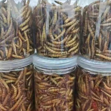 蛋白虫