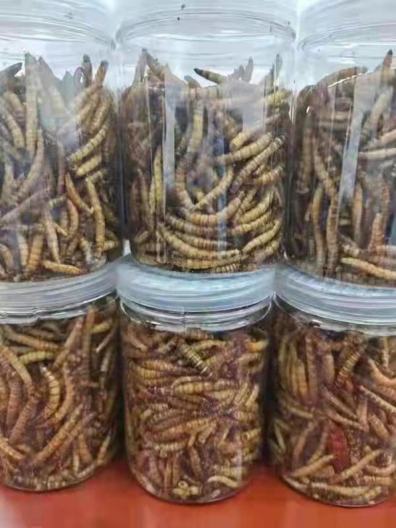 蛋白虫