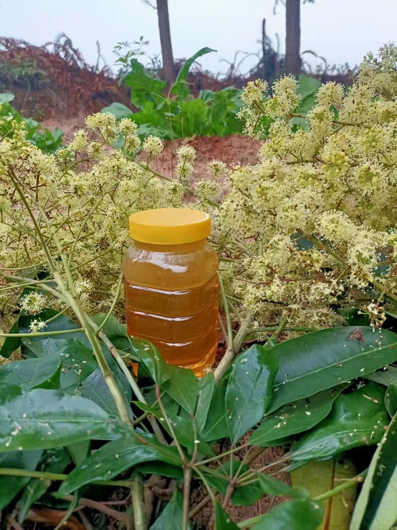 高品质纯野生蜂蜜