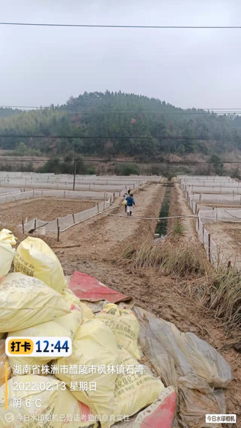 湖南株洲自养殖10万斤优质青蛙黑斑蛙田鸡