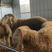 保质保量高腿纯种小尾寒羊湖羊正在热售中欢迎抢购。