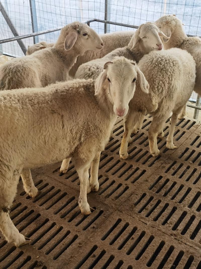 保质保量高腿纯种小尾寒羊湖羊正在热售中欢迎抢购。