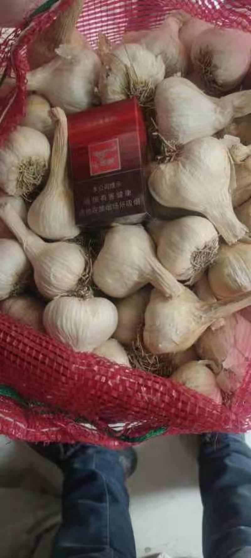 吉林一点红蒜种，保质保量，欢迎采购！诚信经营
