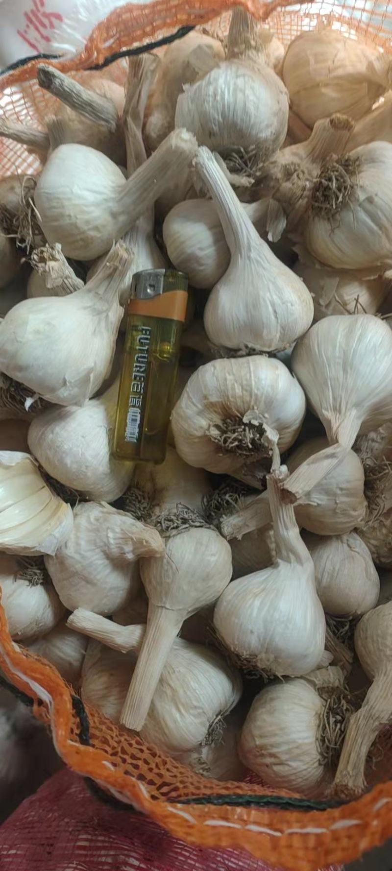 吉林一点红蒜种，保质保量，欢迎采购！诚信经营