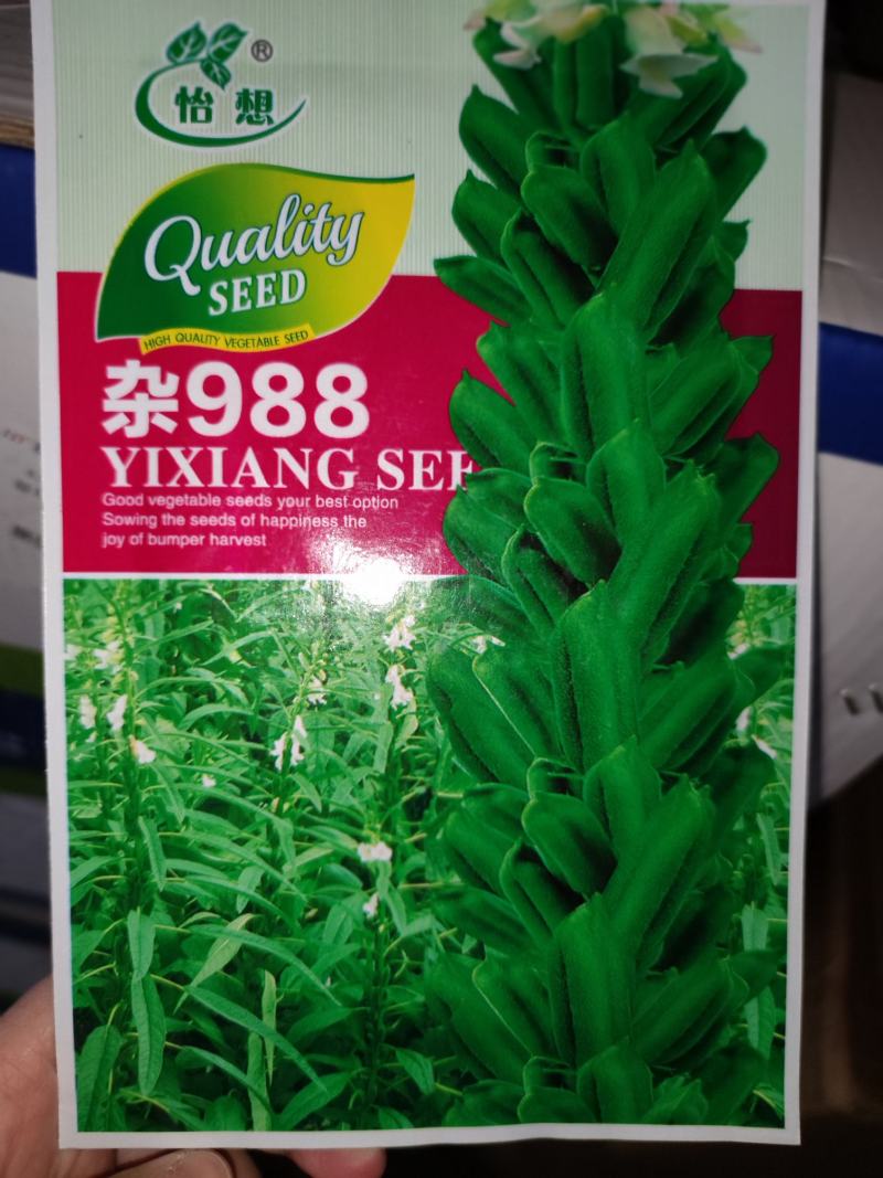 杂988芝麻种子