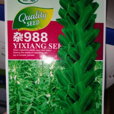 杂988芝麻种子