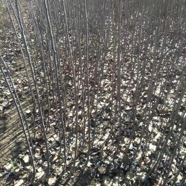 维纳斯黄金苹果苹果苗品种纯正，果子口感好，苗子成活率高