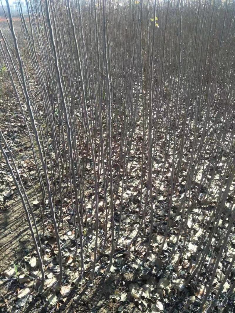 维纳斯黄金苹果苹果苗品种纯正，果子口感好，苗子成活率高