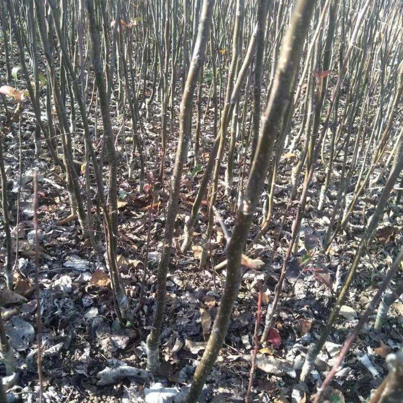 维纳斯黄金苹果苹果苗品种纯正，果子口感好，苗子成活率高