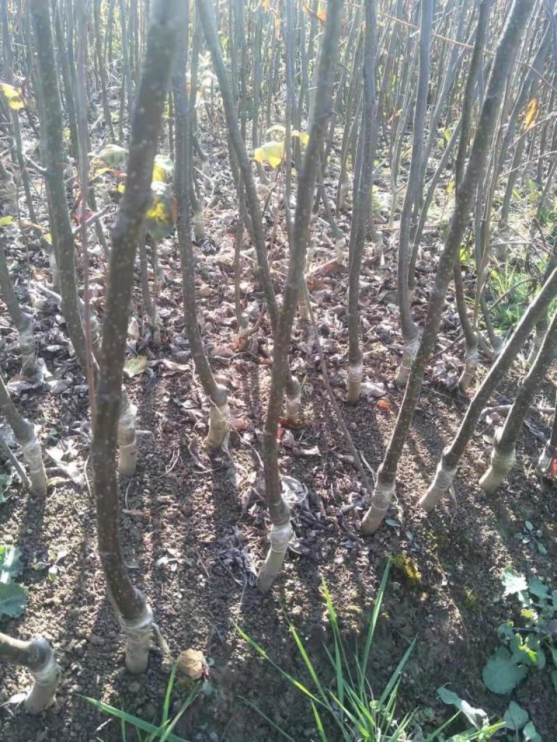维纳斯黄金苹果苹果苗品种纯正，果子口感好，苗子成活率高