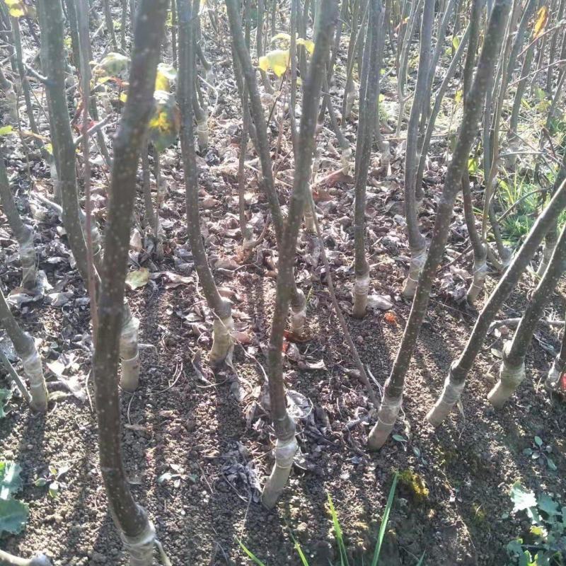 维纳斯黄金苹果苹果苗品种纯正，果子口感好，苗子成活率高