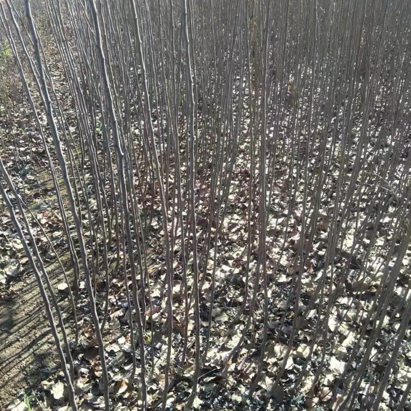 维纳斯黄金苹果苹果苗品种纯正，果子口感好，苗子成活率高